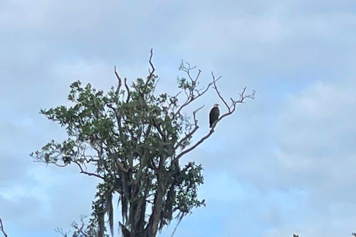 Kings Bay Manatee Watching Cruise - Photo 1 of 6